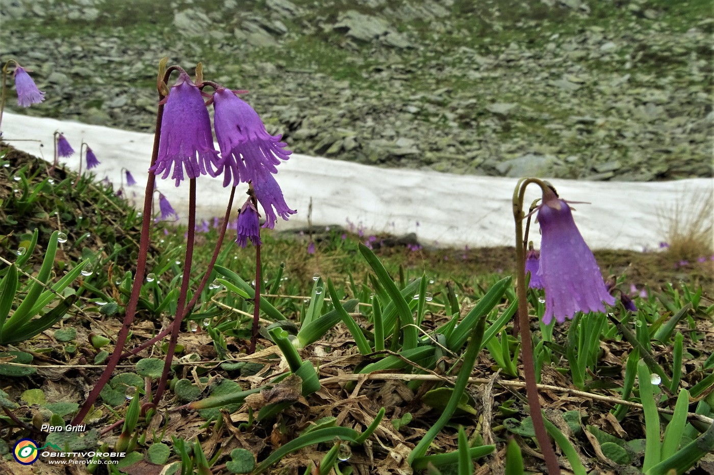 41 Soldanelle (Soldanella pusilla) con neve in scioglimento.JPG